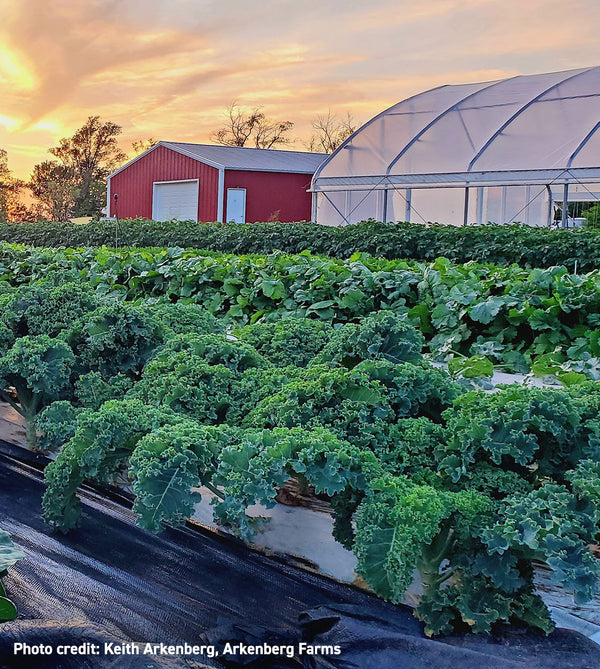 Harris Seeds Vegetable Seeds, Flower Seeds, Plants & Growing Supplies