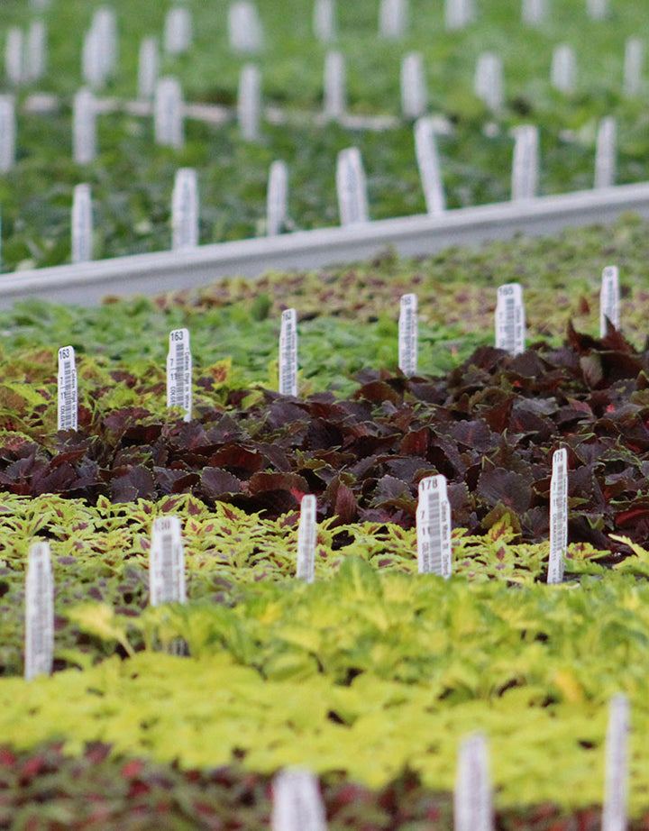 Plugs and Liners Gro Sell Harris Seeds