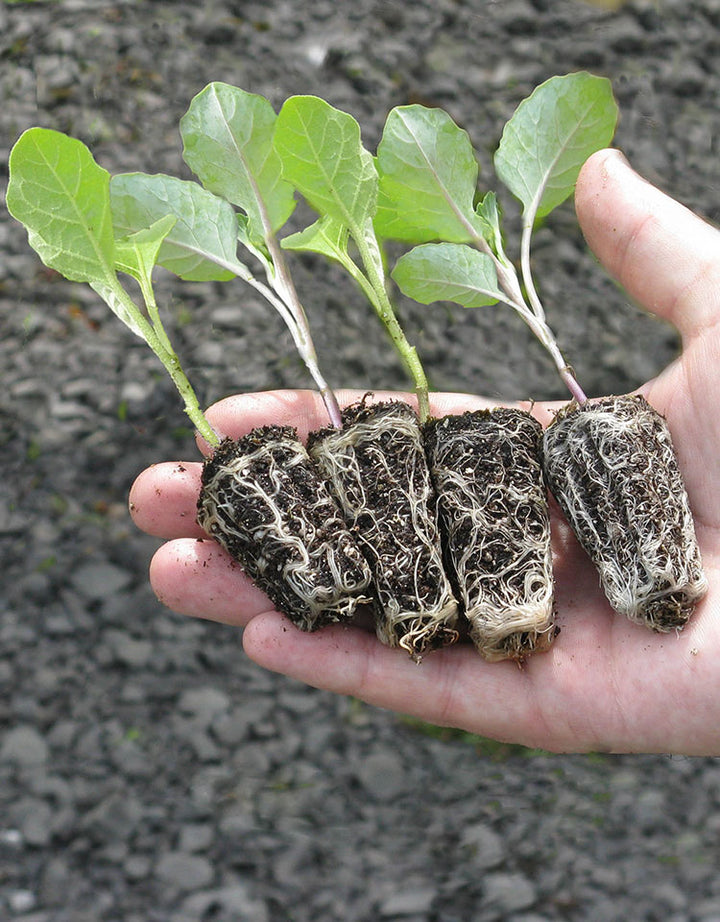 Harris Seeds Catalog Request