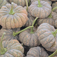 Squash Kai Kai F1 Seed