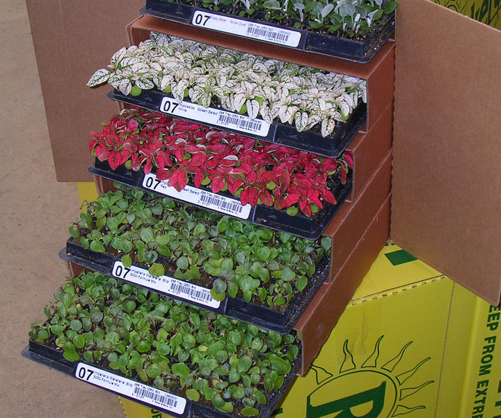 Plugs and Liners Rakers Harris Seeds