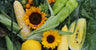 Harris Seeds logo