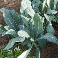 Kale Lacinato Organic Seed – Harris Seeds