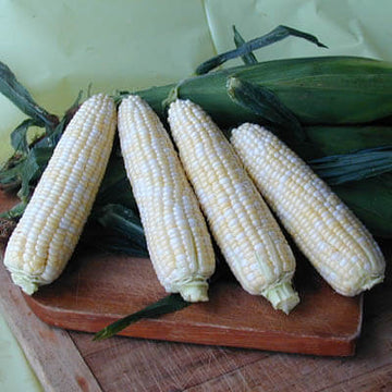 Sweet Corn Luscious F1 Seed