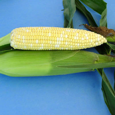 Sweet Corn Xtra-Tender 278A F1 Seed