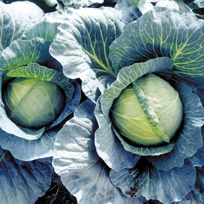Cabbage Early Thunder F1 Seed