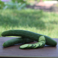 Cucumber Burpless 26 F1 Seed