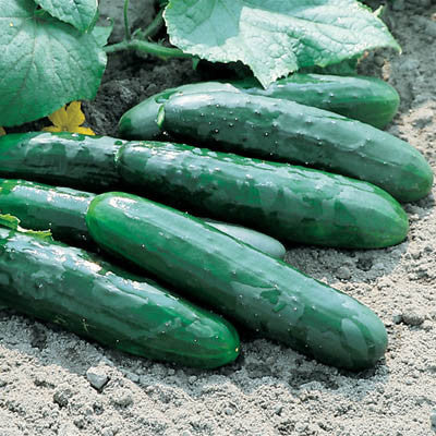 Cucumber Marketmore 76 Seed