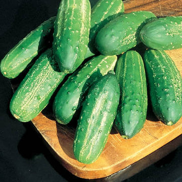 Cucumber Regal F1 Seed