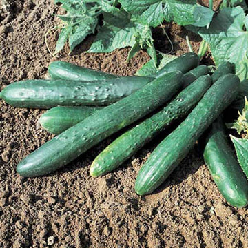 Cucumber Sweet Success F1 Seed