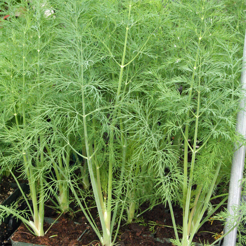 2000 Dukat Dill Herb Seeds - Everwilde Farms Mylar Seed Packet 2000 Dukat Dill Herb Seeds - Everwilde Farms Mylar Seed Packet