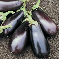 Eggplant Classic F1 Live Plants