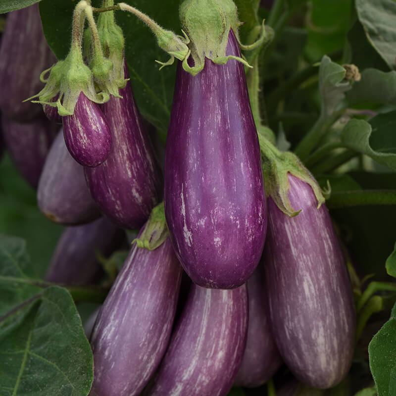 Eggplant Fairy Tale F1 Seed
