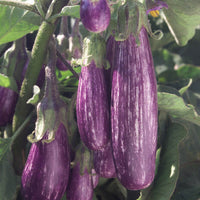 Eggplant Fairy Tale F1 Seed