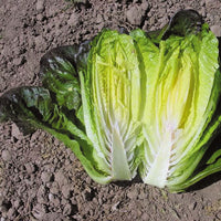 Lettuce Cimmaron Seed
