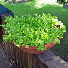 Lettuce Green Salad Bowl Seed
