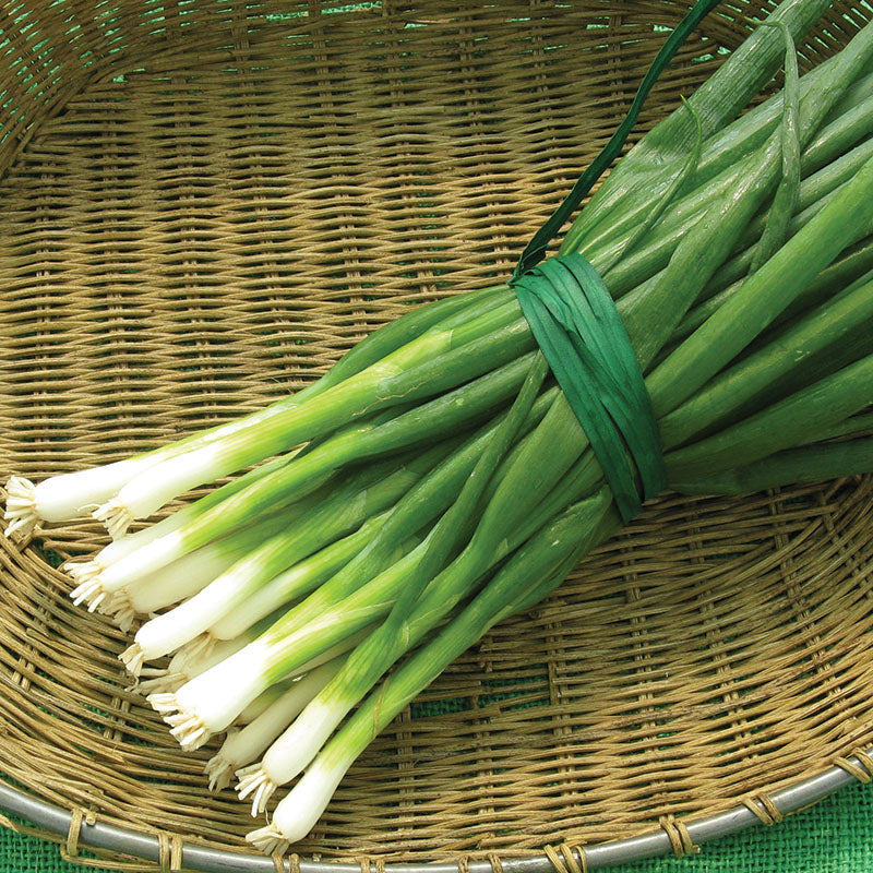 Onion Tokyo Long White Seed