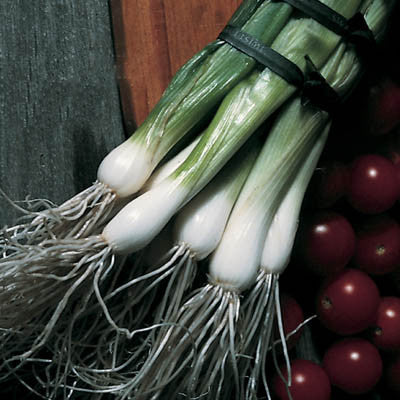 Onion Southport White Bunching Seed