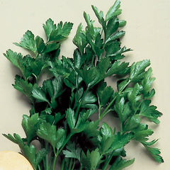 Parsley Plain Italian Dark Green Seed