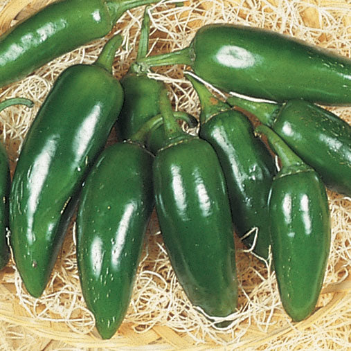 Pepper Jalapeno M Seed