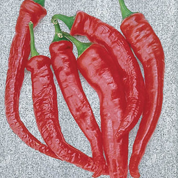Pepper Cayenne Large Thick Seed