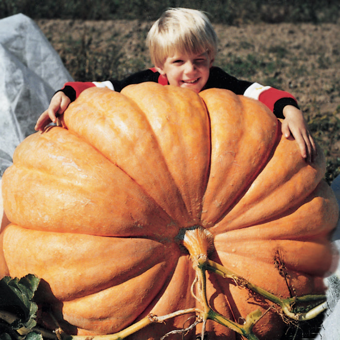 Тыква атлантик гигант. Гигант атлантики. Тыква титан. Тыква атлантический гигант (atlantic giant). Тыква атлантик семечки.