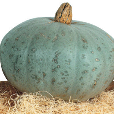 Squash Sweet Meat Seed