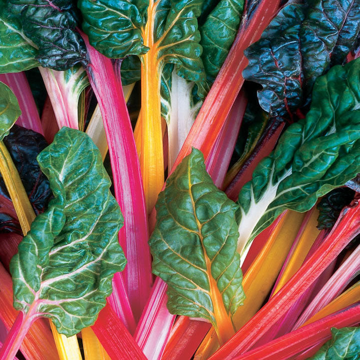 Swiss Chard Bright Lights Seed – Harris Seeds