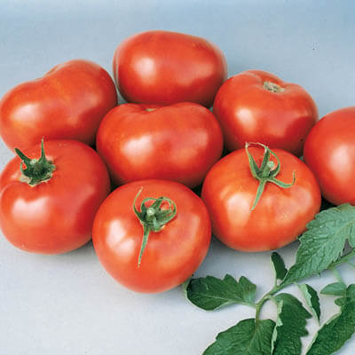 Tomato Better Boy F1 Seed
