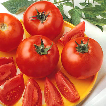 Determinate Slicer Tomato Seeds – Harris Seeds