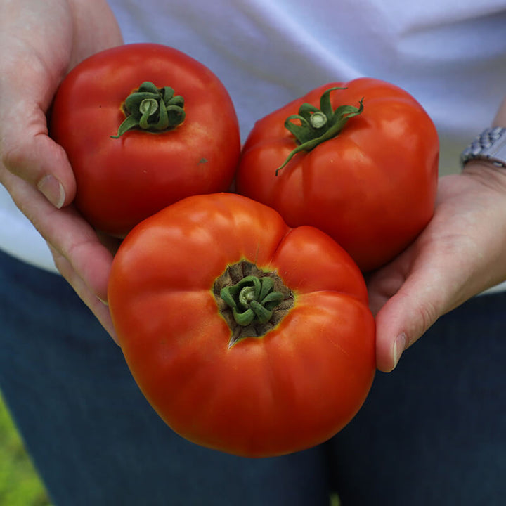 Organic Brandywine Tomato Seeds (Heirloom) | Everwilde Farms