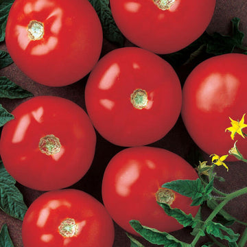 Tomato Mountain Fresh Plus F1 Live Plants