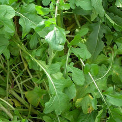 Arugula Roquette Seed