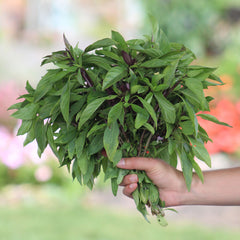 Basil Siam Queen Seed