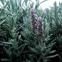 Lavender Vera Seed
