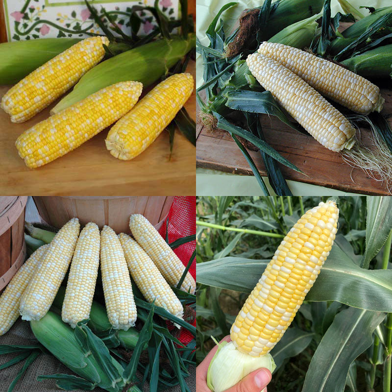 Sweet Corn Seed Collection - Backyard Bicolor (Packets) Seed Seeds