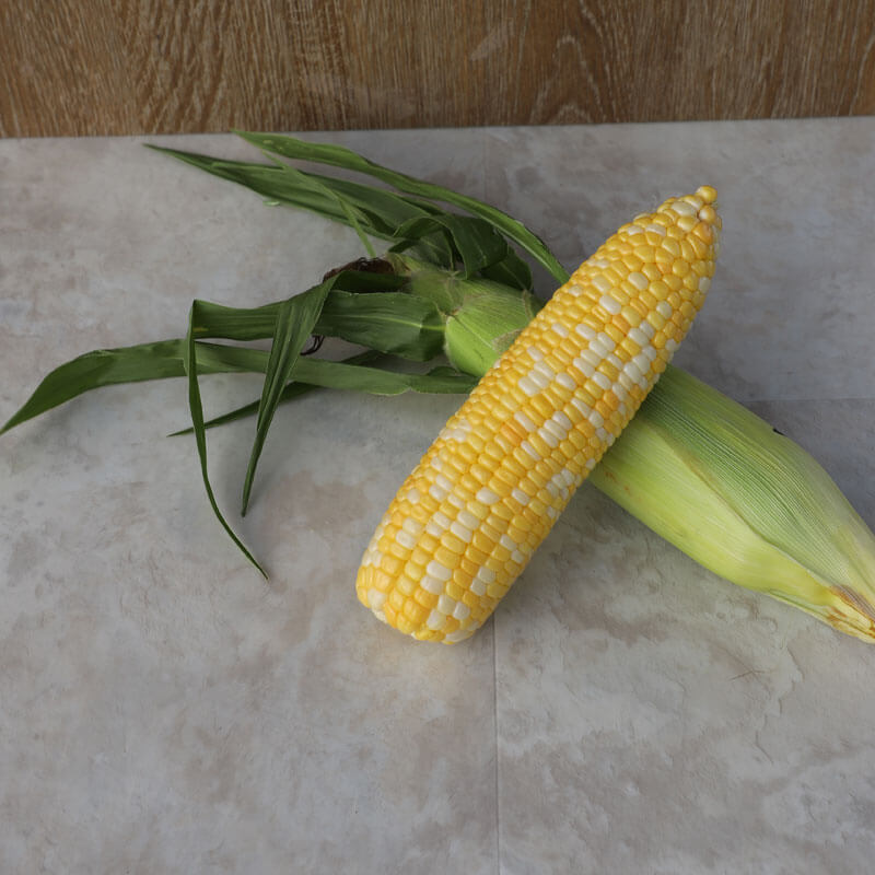 Sweet Corn Montauk F1 Seed