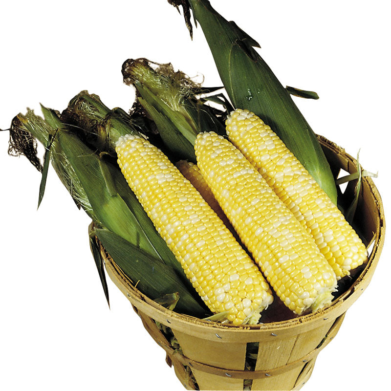 Sweet Corn Delectable F1 Seed – Harris Seeds