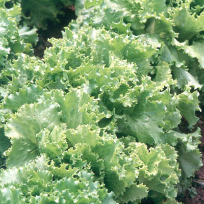 Lettuce Two Star MTO Seed