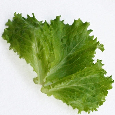 Lettuce Two Star MTO Seed
