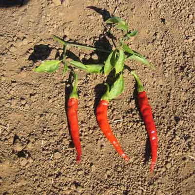 Pepper Cayenne Long Slim Seed