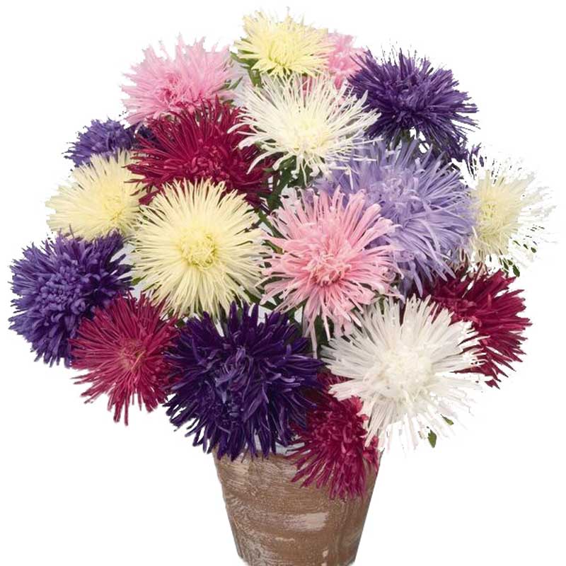 Aster Giant Ray Mix Seed – Harris Seeds