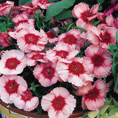 Dianthus Super Parfait Strawberry F1 Seed Seeds