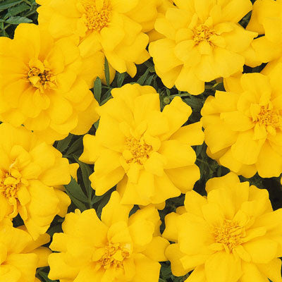 Marigold Durango Yellow Seed