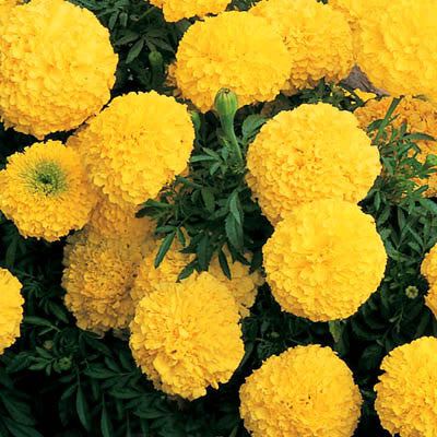 Marigold Inca II Yellow F1 Seed
