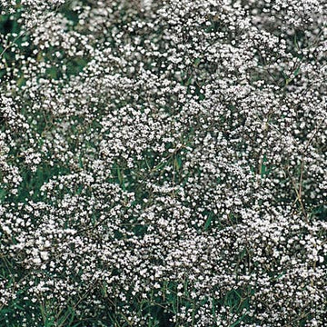 Gypsophila Double Snowflake Seed