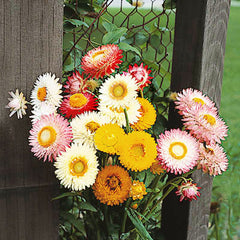 Strawflower Double Mixed Colors Seed