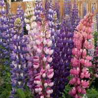 Lupine Russell Mix Seed