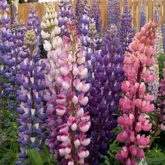 Lupine Russell Mix Seed