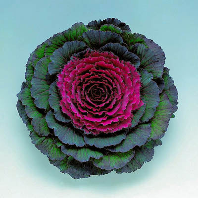Ornamental Kale Pigeon Purple F1 Seed